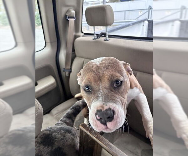 Medium Photo #1 American Pit Bull Terrier Puppy For Sale in Louisville, KY, USA