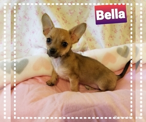Chihuahua Puppy for sale in MANSFIELD, TX, USA