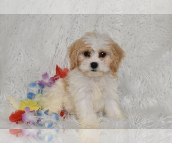 Medium Photo #1 Cavachon Puppy For Sale in ELDORADO, OH, USA