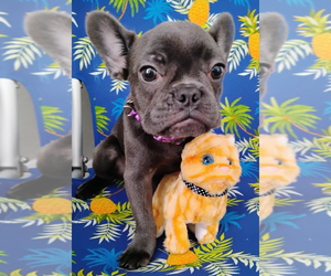 French Bulldog Puppy for sale in DAYTONA BEACH, FL, USA