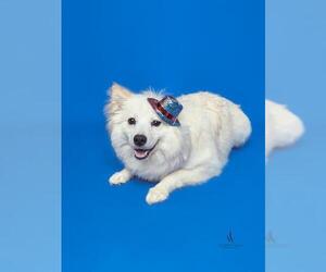 American Eskimo Dog Dogs for adoption in Forestville, MD, USA