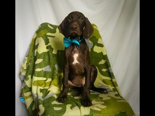 German Shorthaired Pointer Puppy for sale in EAST EARL, PA, USA
