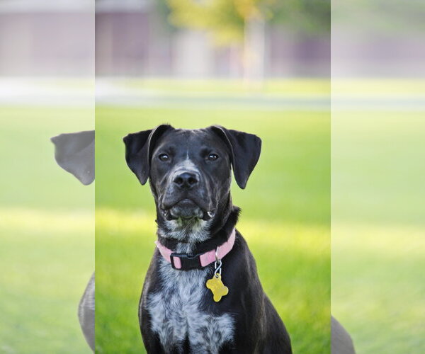 Medium Photo #14 Boxer-Pointer Mix Puppy For Sale in Sandy, UT, USA