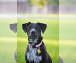 Small #13 Boxer-Pointer Mix