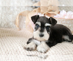 Small Photo #2 Schnauzer (Miniature) Puppy For Sale in SYRACUSE, IN, USA