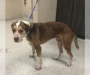 Labrador Retriever Dogs for adoption in Conroe, TX, USA