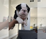 Puppy 1 Bulldog