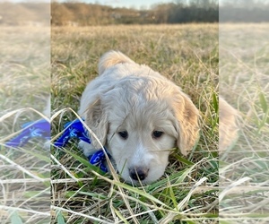 Golden Mountain Doodle  Puppy for Sale in GREENEVILLE, Tennessee USA