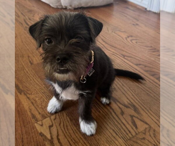 Medium Photo #4 Jack Chi Puppy For Sale in HOUSTON, TX, USA