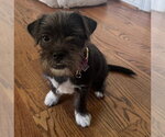 Small Photo #4 Jack Chi Puppy For Sale in HOUSTON, TX, USA