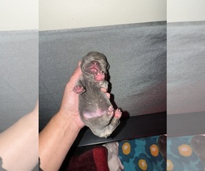 Medium French Bulldog