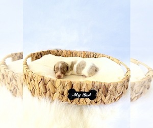Dachshund Puppy for sale in DAVIS, CA, USA