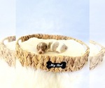 Image preview for Ad Listing. Nickname: AKC Woody