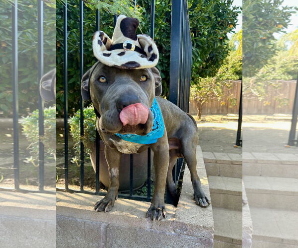 Medium Photo #12 American Pit Bull Terrier-Chinese Shar-Pei Mix Puppy For Sale in Redlands, CA, USA