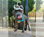 Small #11 American Pit Bull Terrier-Chinese Shar-Pei Mix