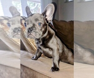 French Bulldog Puppy for Sale in OCALA, Florida USA