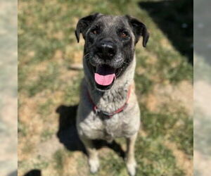 Anatolian Shepherd Dogs for adoption in Modesto, CA, USA