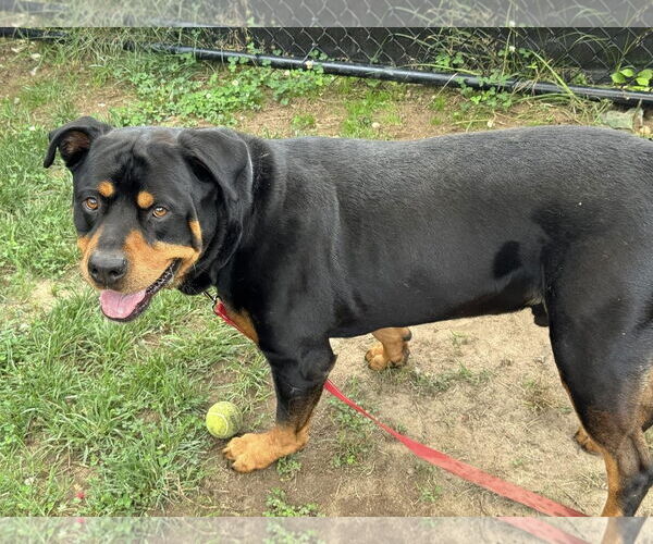 Medium Photo #2 Rottweiler-Unknown Mix Puppy For Sale in Millersville, MD, USA