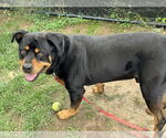 Small #1 Rottweiler Mix