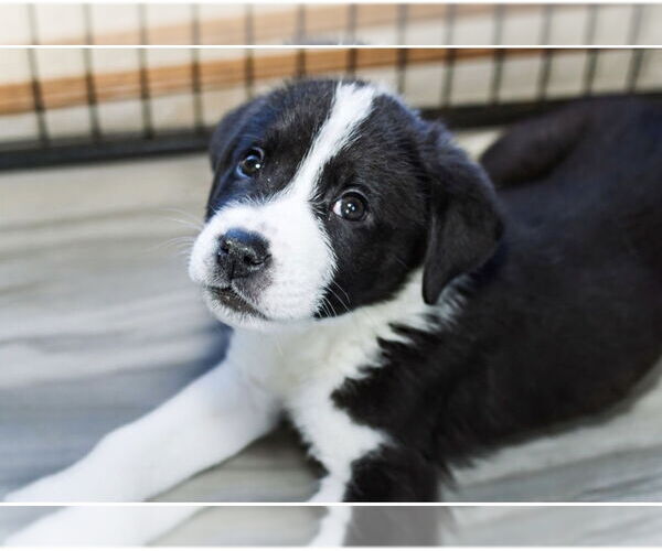 Medium Photo #5 Great Pyrenees-Unknown Mix Puppy For Sale in OKLAHOMA CITY, OK, USA