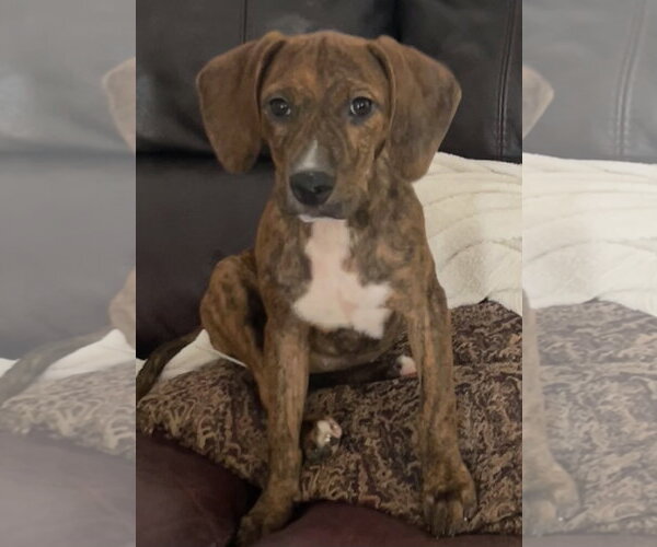 Medium Photo #1 Mutt Puppy For Sale in Tarrytown, GA, USA