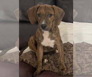 Mutt Dogs for adoption in Tarrytown, GA, USA