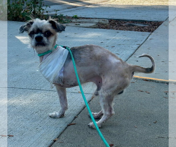 Medium Photo #3 Shih Tzu-Unknown Mix Puppy For Sale in Newport Beach, CA, USA