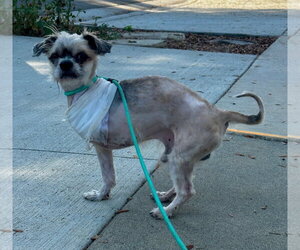 Bug - Male Shih Tzu-Unknown Mix Dog for Adoption - Photo #3