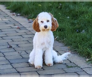 Cavapoo (Miniature) Puppy for sale in SYRACUSE, IN, USA
