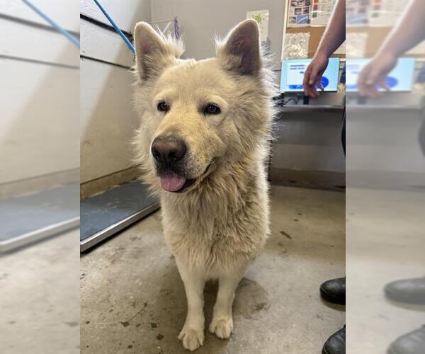 Medium Photo #1 Alaskan Malamute-Unknown Mix Puppy For Sale in Camarillo, CA, USA