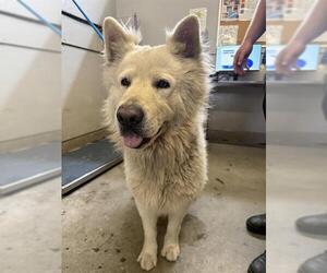 Alaskan Malamute-Unknown Mix Dogs for adoption in Camarillo, CA, USA