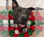 Small #4 American Pit Bull Terrier-Labrador Retriever Mix