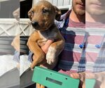 Small Photo #5 Doberman Pinscher-Unknown Mix Puppy For Sale in Aurora, OH, USA
