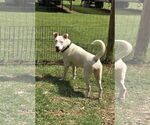 Small #1 Bull Terrier Mix