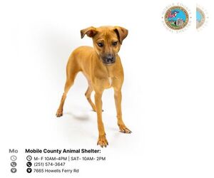 Labrador Retriever-Unknown Mix Dogs for adoption in Mobile, AL, USA