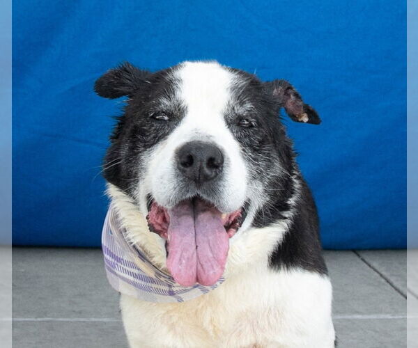 Medium Photo #1 Australian Shepherd-Unknown Mix Puppy For Sale in Pasadena, CA, USA