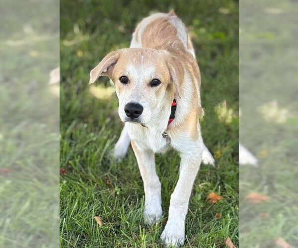 Medium Photo #2 Labrenees Puppy For Sale in Genesee, WI, USA