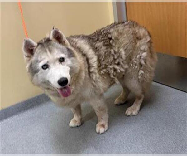 Medium Photo #1 Siberian Husky Puppy For Sale in Orange, CA, USA