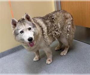 Siberian Husky Dogs for adoption in Orange, CA, USA