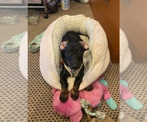 Dachshund Puppy for sale in RAMONA, CA, USA