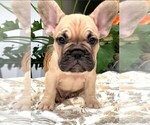 Small Photo #2 French Bulldog Puppy For Sale in CLAYTON, CA, USA