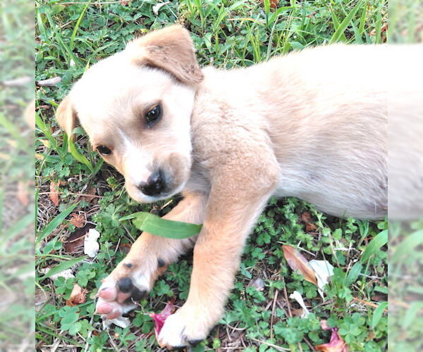Medium Photo #2 Borador Puppy For Sale in Rutherfordton, NC, USA