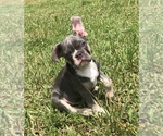 Small Photo #7 French Bulldog Puppy For Sale in JACKSONVILLE, FL, USA