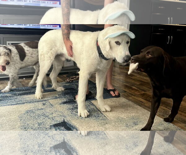 Medium Photo #6 Great Pyrenees Puppy For Sale in Bountiful, UT, USA