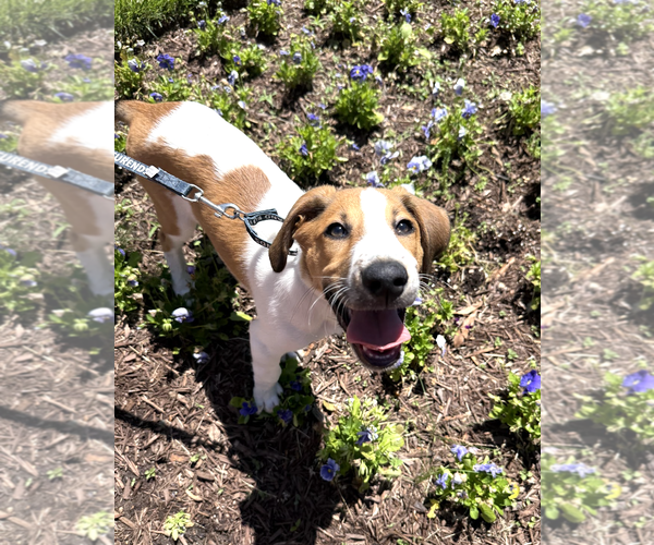 Medium Photo #8 Collie-Unknown Mix Puppy For Sale in Rockville, MD, USA