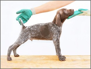 German Shorthaired Pointer Puppy for sale in SILVER SPRING, MD, USA