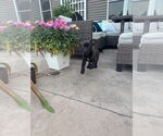 Small #1 American Pit Bull Terrier Mix