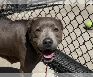 Mutt Dogs for adoption in Tulsa, OK, USA