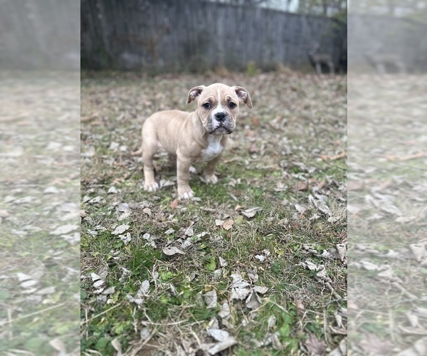 Medium Photo #1 American Bully Puppy For Sale in LANCASTER, PA, USA