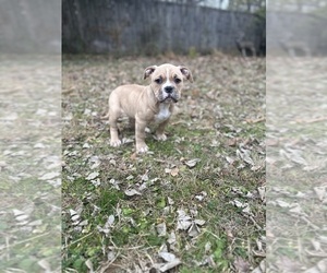 American Bully Puppy for sale in LANCASTER, PA, USA